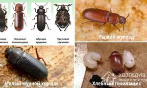 Как избавиться от жучков в крупе в шкафу