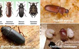 Как избавиться от жучков в крупе в шкафу