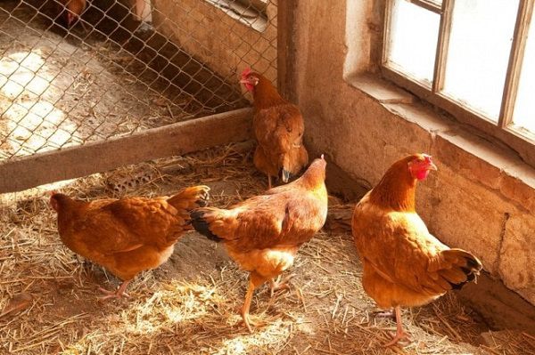 Куры в капитальном утепленном курятнике